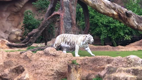 A young white tiger walks slowly among green plants, rocks. Loro Parque Zoo Stock Footage