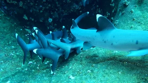 Young white tip sharks huddling on balcony Stock Footage 82537822