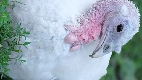 A young white turkey sits on green grass. Vertical video Vídeo Stock 250352934