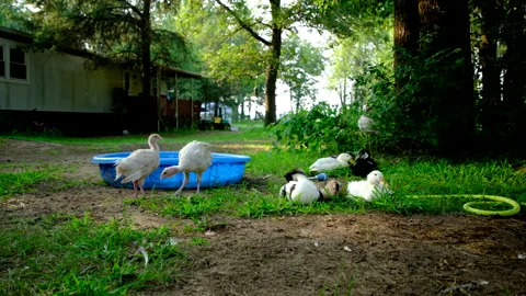 Young white two turkeys stand next to kid pool drink some water Stock Footage 319884599