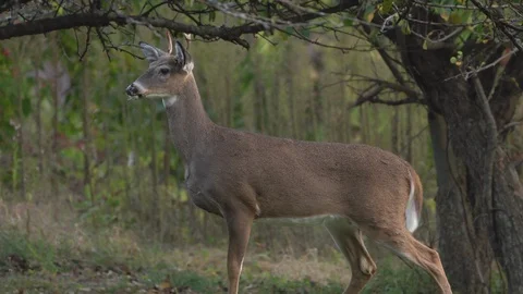 Young Whitetail Buck Stock Footage 103481304