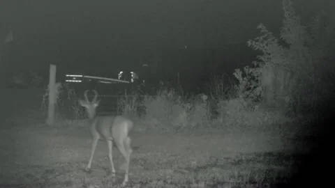 Young Whitetail Deer buck with small Stock Video Pond5