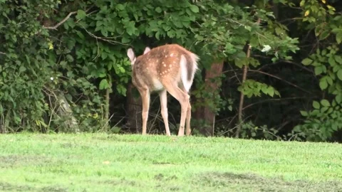 A Young Whitetail Deer Eats Grass Stock Footage 139600544