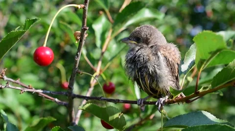 Young whitethroat fledgling perching on cherry tree twig Stock Footage 68748858