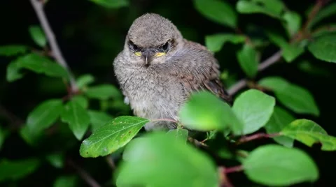 Young whitethroat fledgling perching on tree twig Stock Footage 68748784