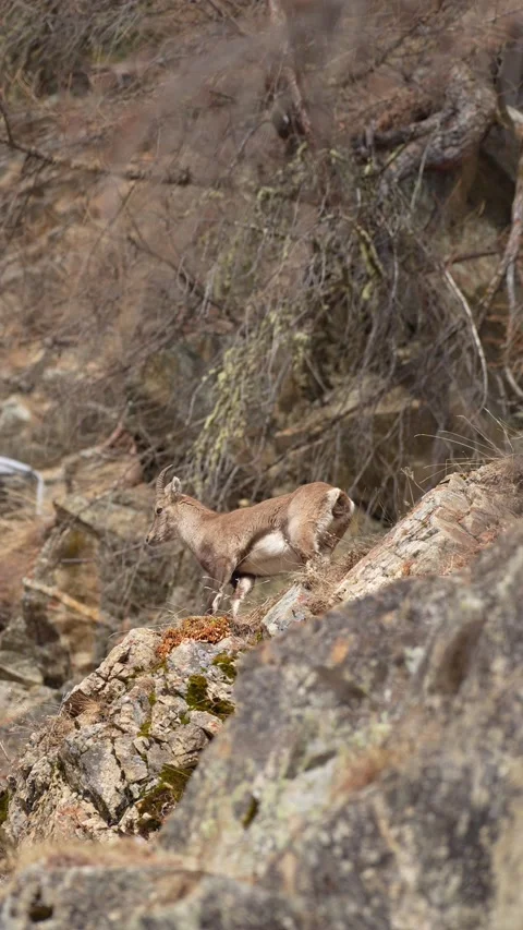 Young wild alpine ibex walking on rocky mountainside Stock-Footage 329352926