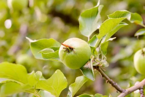 Young Wild Apple in Spring 库存照片