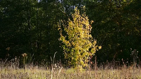 Young wild apple tree in the sunlight Stock Footage 116809428