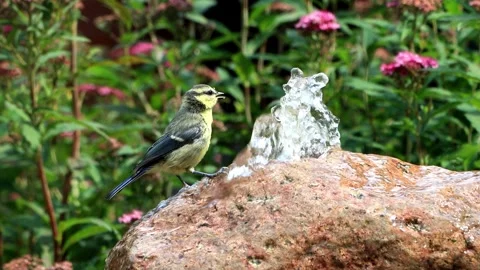 Young wild bird drinks water from garden Fountain Video stock 247446549