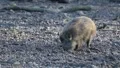 Young wild boar 5915 HD Footage