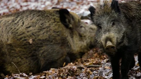 Young wild boar looking into camera Stock Footage 20437798