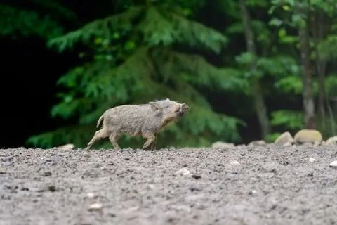 Young wild boar Foto stock