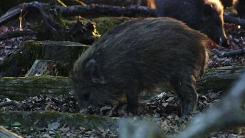 Young wild boar piglet digging and foraging through dry leaves on the forest flo Stock Footage 321883238