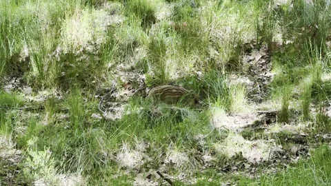 Young Wild Boar Piglet Walking Through Green Grass in Nature Stock Footage 343320516
