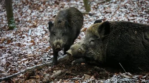 Young wild boar push his sleeping mother Stock-Footage 20437448
