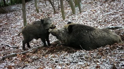 Young wild boar push his sleeping mother Video stock 20476711