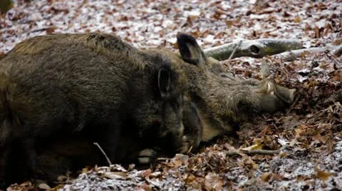 Young wild boar push his sleeping mother Stock-Footage 20476734