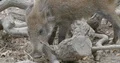Young wild boar searching the dry sandy ground in forest glade 4k or 4k+ Resolution