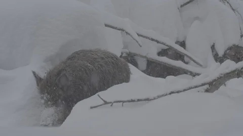 Young Wild boar (sus scrofa) goes through the winter forest. Stock Footage 104704815
