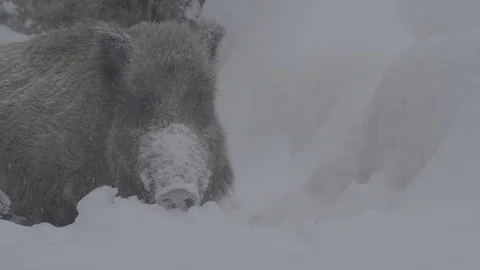 Young Wild boar (sus scrofa) eating. Snowfall. Stock Footage 104705267