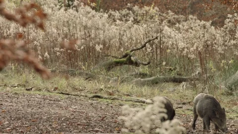 Young wild boars in front of tall, dry grass in the autumn forest Stock Footage 286135906