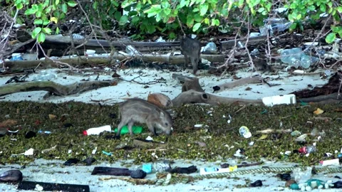 Young wild boars, Malaysia Video stock 176646531