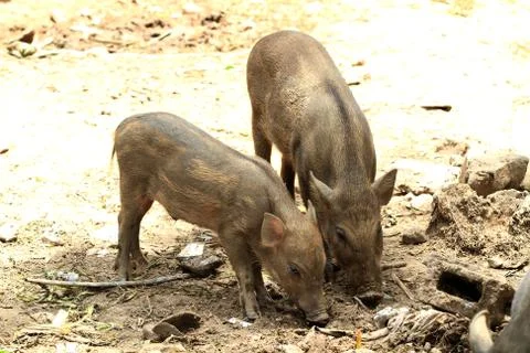Young wild boars . Stock Photos