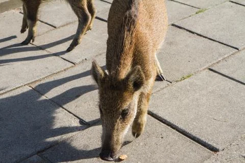 Young Wild boars Foto stock