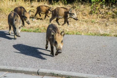 Young Wild boars Stock Photos