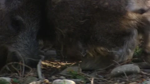 Young wild boars sparring in the forest  Stock Footage 321883293