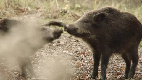 Young wild boars wrestle Stock Footage 286135902