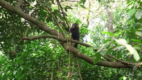 Young wild chimpanzee climbing on tree branches in the jungle Stock Footage 328738586
