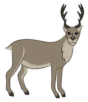 Young wild deer Illustrazione stock
