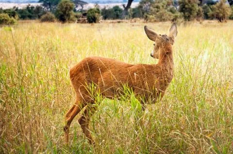 Young wild deer Stock Photos