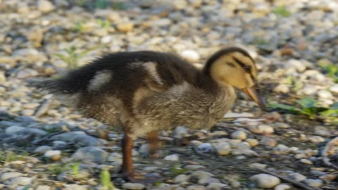 Young Wild Duckling Walking on Pebble Shore in 4K Slow Motion Nature Footage Stock Footage 337713624