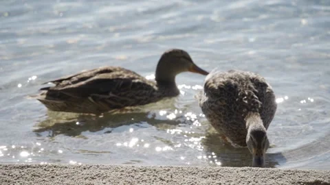 Young wild ducks sweeming and eating at winter lake, season survive Stock Footage 161534681