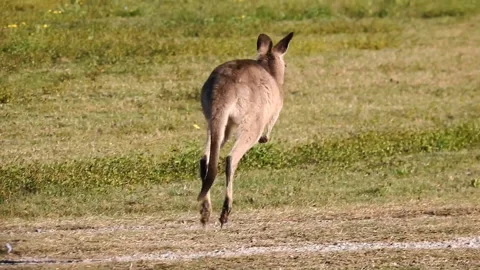 Young Wild Eastern Grey Kangaroo Hopping - pan shot Stock Footage 131001670