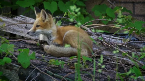 Young wild fox napping on a log Stock Footage 52843526