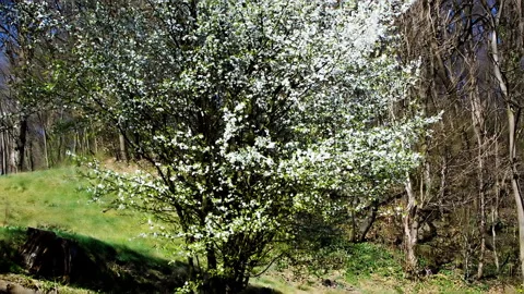 Young wild fruit tree in full blossom. Stock Footage 152951400