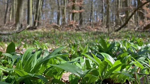 Young wild garlic leaves also known as Allium ursinum in spring sunny forest Stockbeeldmateriaal 305509599