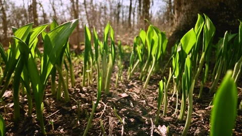 Young wild garlic leaves in spring forest Video stock 267009775