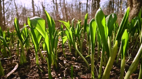 Young wild garlic leaves in spring forest Stock Footage 269019189