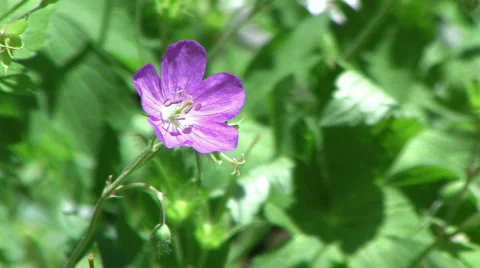 Young Wild Geranium Stock Footage