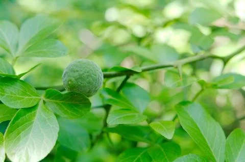 Young wild lemon fruit Stock Photos