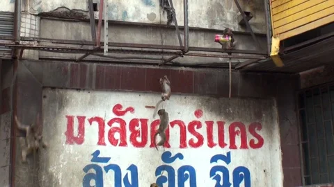 Young wild macaques are playing. Hang on the wire. Thai red sign Stock Footage 112999757