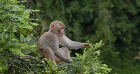 Young Wild monkey in the forest Stock Footage 131907061
