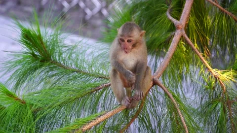Young wild monkeys on coniferous tree, Vietnam. Wild monkey family in nature Stock Footage 166550062
