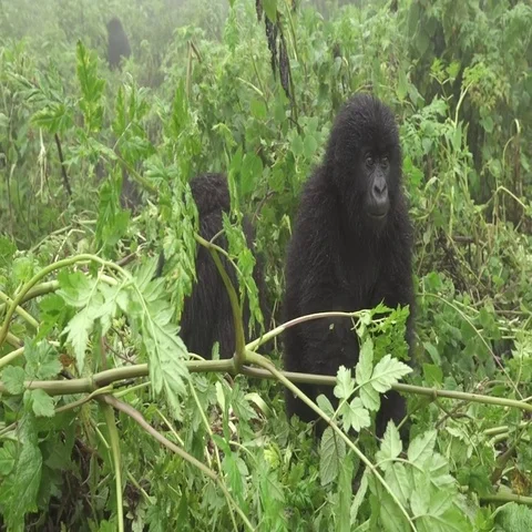 Young wild mountain gorilla in the forest Video stock 69531414