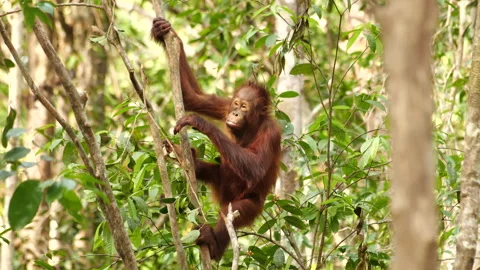 Young wild orangutan climbing tree with food Video stock 135518577
