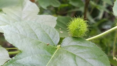 Young wild passion fruit growing on vine close up Stock Footage 339312216